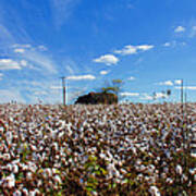 Cotton Field Under Cotton Clouds Art Print