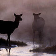 Cow Elk In The Morning Mist Art Print