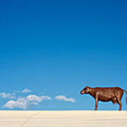 Cow On A Hot Tin Roof Art Print