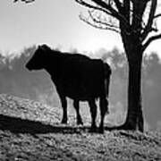 Cow On The Hill Art Print