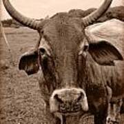 Cow Photo 5 Art Print