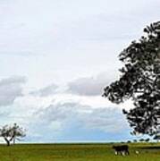 Cows And Shack - Australia Art Print