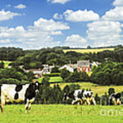 Cows In A Pasture In Brittany Art Print