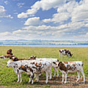 Cows In Pasture Art Print