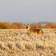 Coyote On The Hunt Art Print