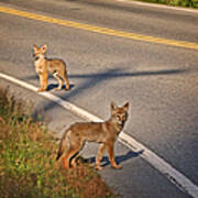 Coyotes At The Crossroads Art Print