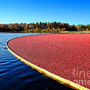 Cranberry Harvest In New Jersey Art Print