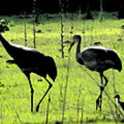 Cranes With Baby Close Behind Art Print