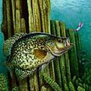 Crappie And Posts Art Print