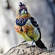 Crested Barbet Art Print