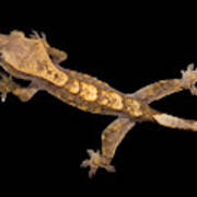 Crested Gecko Correlophus Ciliatus Art Print
