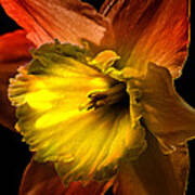 Crimson Daffodil Art Print