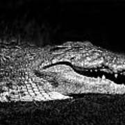 Crocodile Art Print
