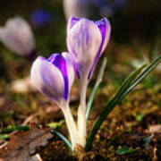 Crocus Art Print