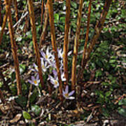 Crocuses And Raspberry Canes Art Print