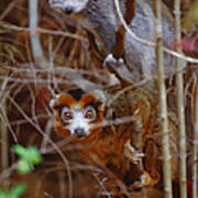 Crowned Lemurs, Madagascar Art Print