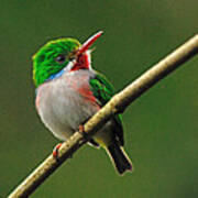 Cuban Tody Art Print