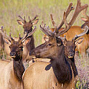 Curious Bull Elk Art Print