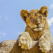 Curious Lion Cub Art Print