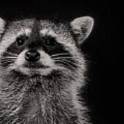Curious Raccoon Art Print