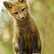 Curious Red Fox Kit Art Print