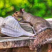 Curious Squirrel Art Print