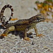 Curly-tailed Lizard Art Print