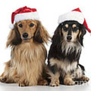 Dachshunds In Christmas Hats Art Print