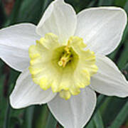 Daffodil 06 Art Print