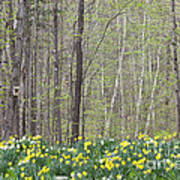 Daffodil Woods Art Print