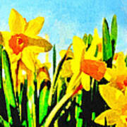 Daffodils By Morning Light Art Print