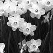 Daffodils - Infrared 09 Art Print