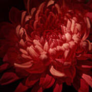 Dahlia In The Dark Art Print