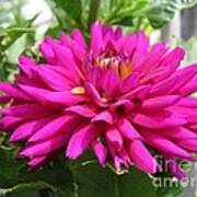 Dahlia Named Andreas Dahl Art Print