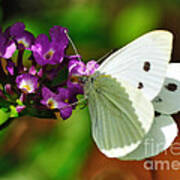 Dainty Butterfly Art Print