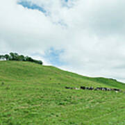 Dairy Cows And Pasture Land Art Print
