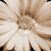 Daisy Dream Raindrops Sepia Art Print