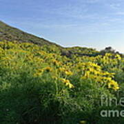 Daisy Field Art Print