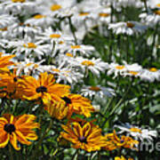 Daisy Fields Art Print