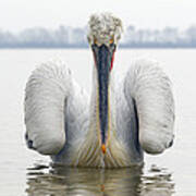 Dalmatian Pelican Lake Kerkini Art Print