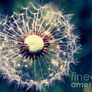 Dandelion 6 Art Print