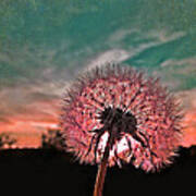 Dandelion At Sunset Art Print