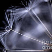 Dandelion Seeds With Water Drop Art Print