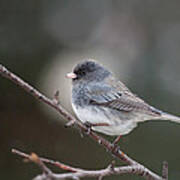 Dark-eyed Junco Art Print