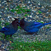 Darling I Have To Tell You A Secret-sweet Stellar Jay Couple Art Print