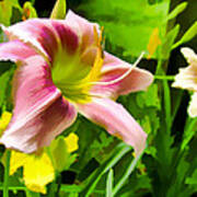 Daylily Art Print