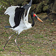 Saddle-billed Stork Art Print