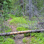 Dead Pine Trees Blocking A Hiking Trail Art Print