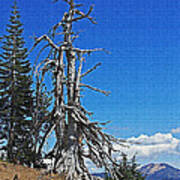 Dead Tree On The Edge Of Crater Lake Art Print