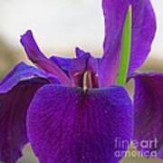 Deep Purple Iris Art Print